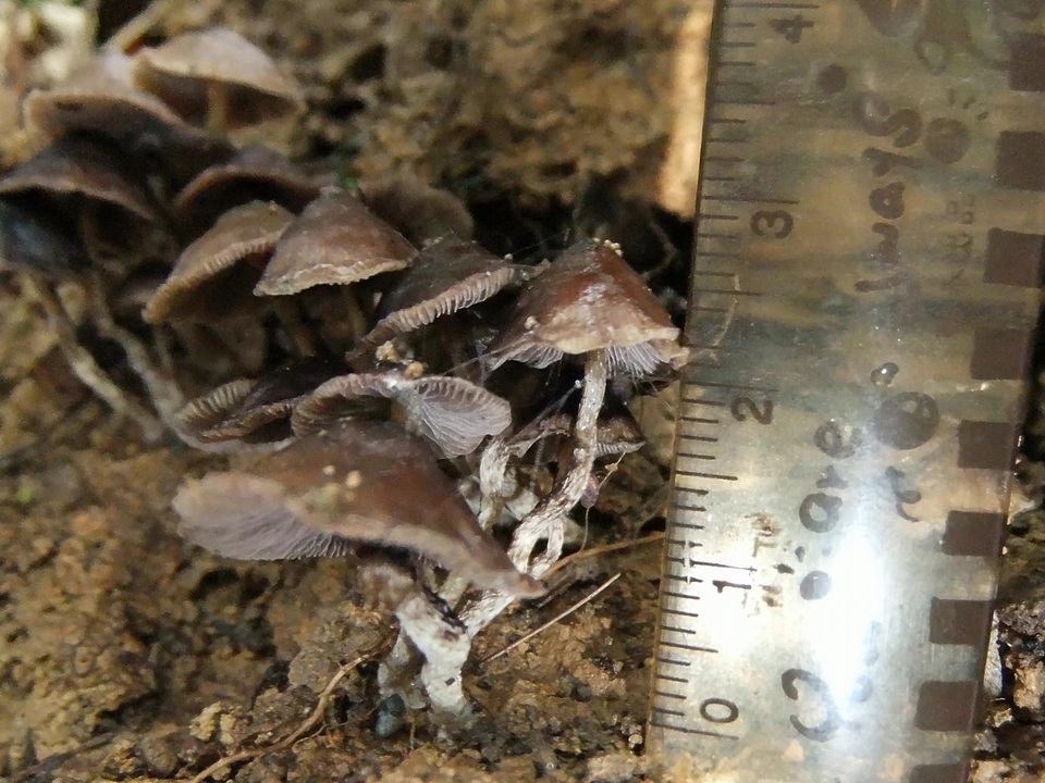 Psilocybe subcaerulipes image