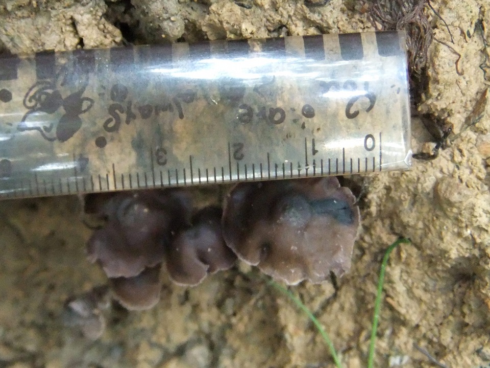 Psilocybe subcaerulipes image