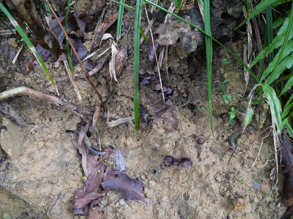 Psilocybe subcaerulipes image