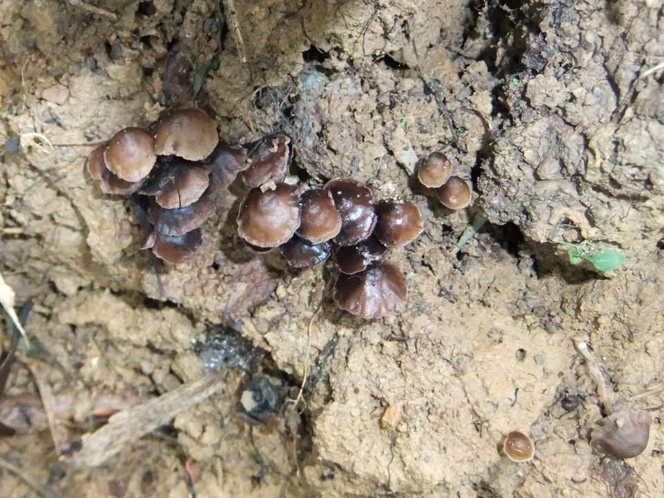 Psilocybe subcaerulipes image