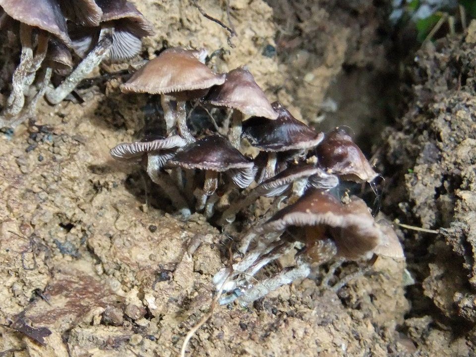 Psilocybe subcaerulipes image