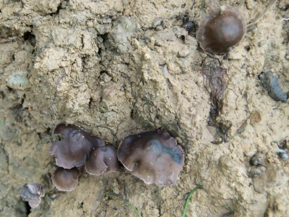 Psilocybe subcaerulipes image