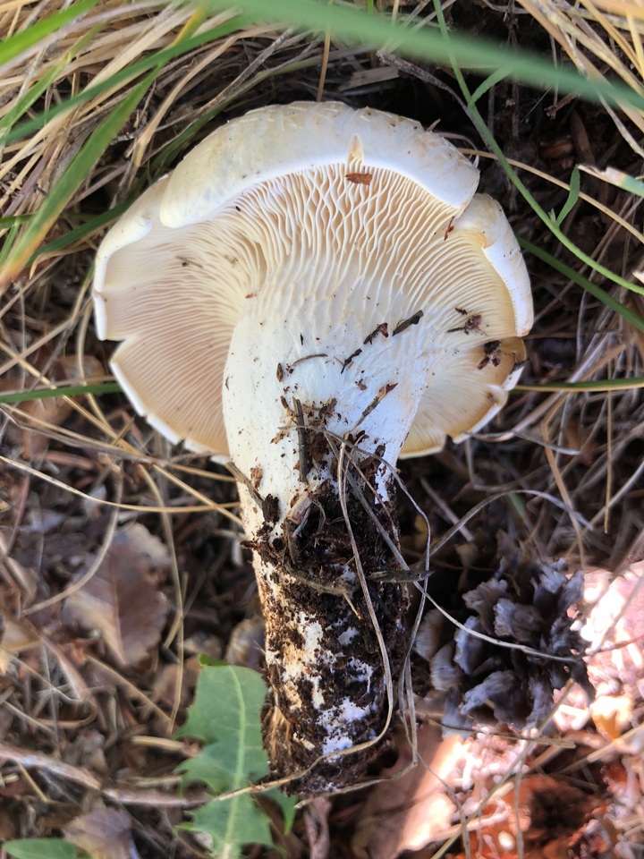 Leucopaxillus paradoxus image