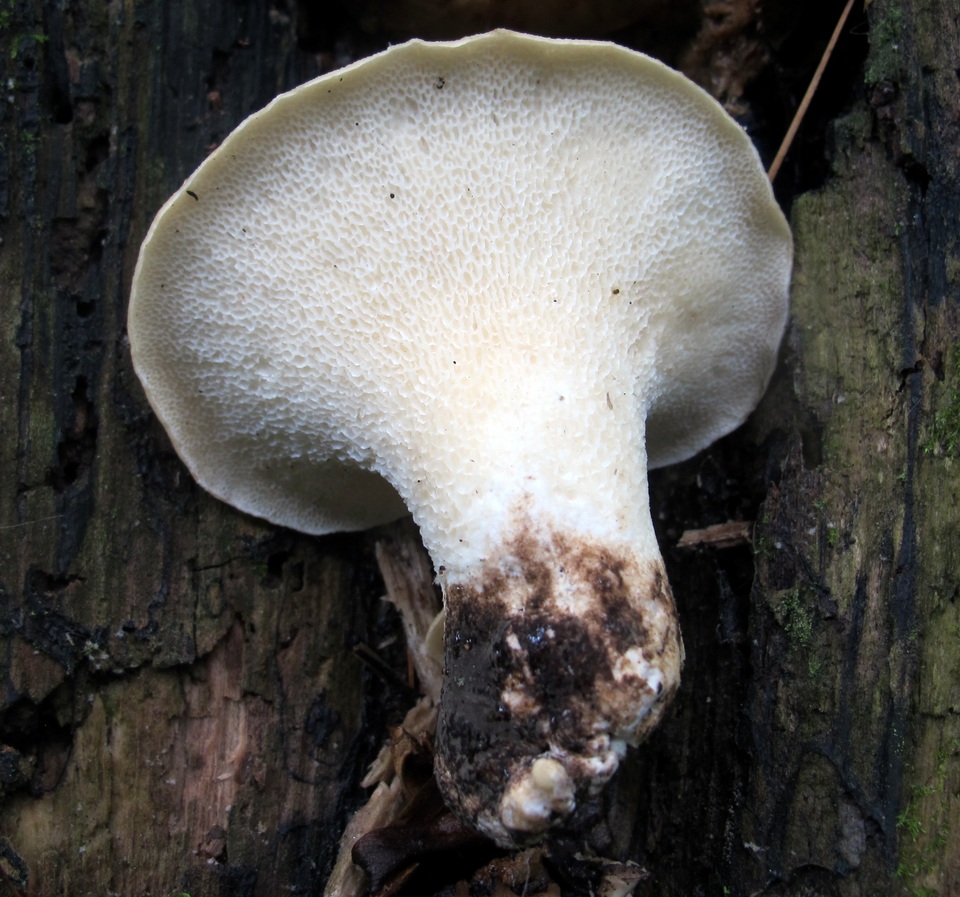 Bresadolia craterella image