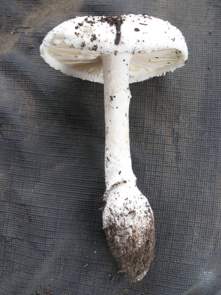 Amanita farinacea image