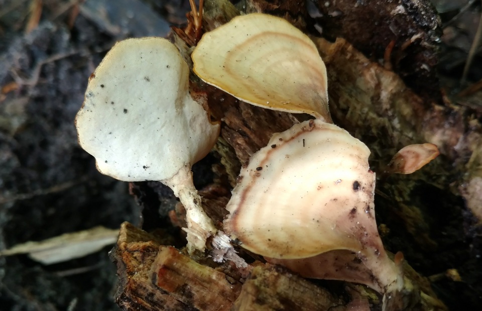 Microporellus obovatus image