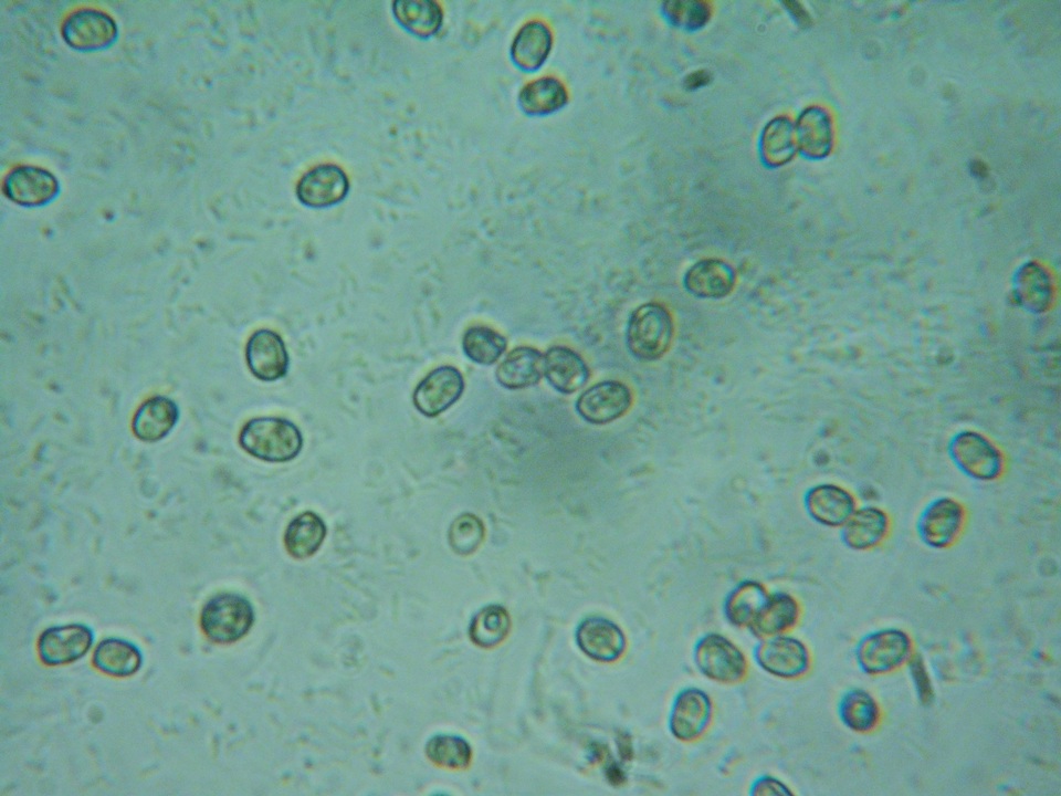 Pluteus brunneidiscus image