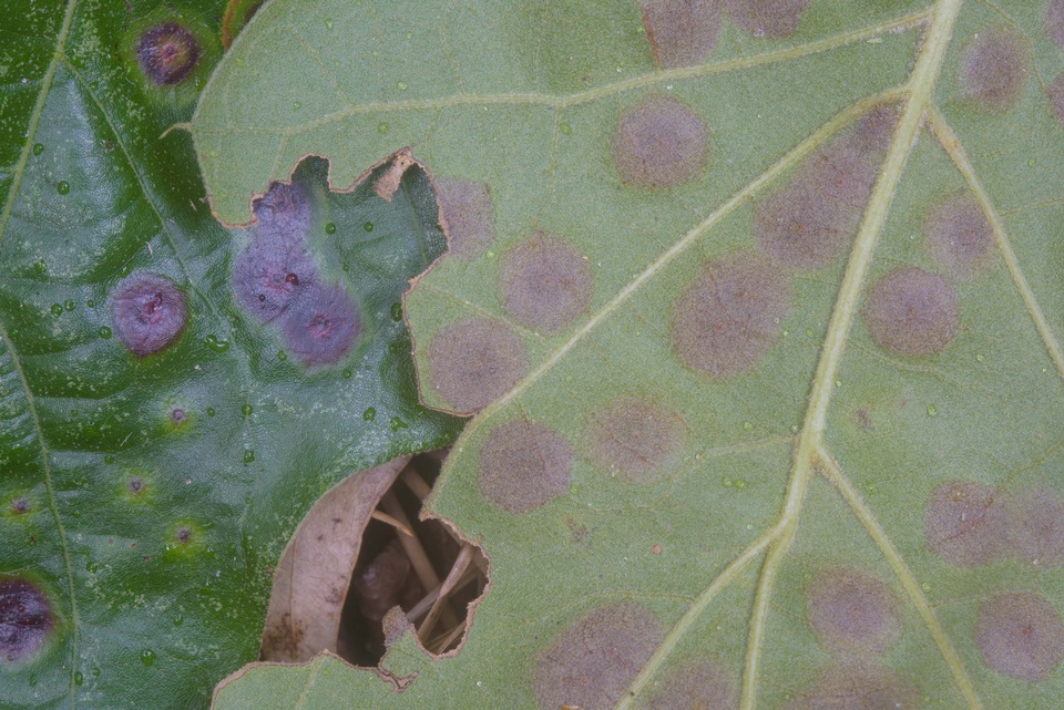 Tubakia nyssae image