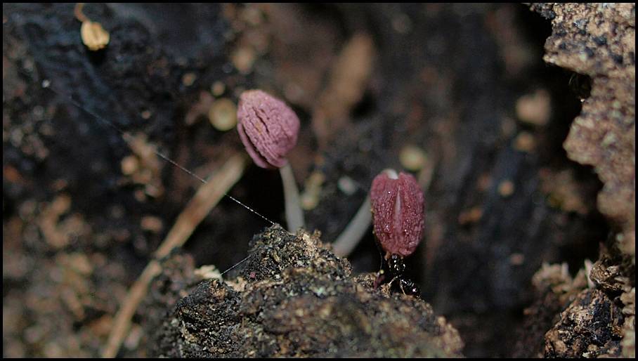 Coprinopsis clastophylla image