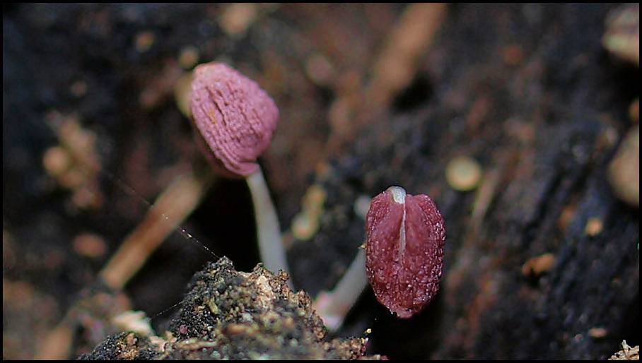 Coprinopsis clastophylla image