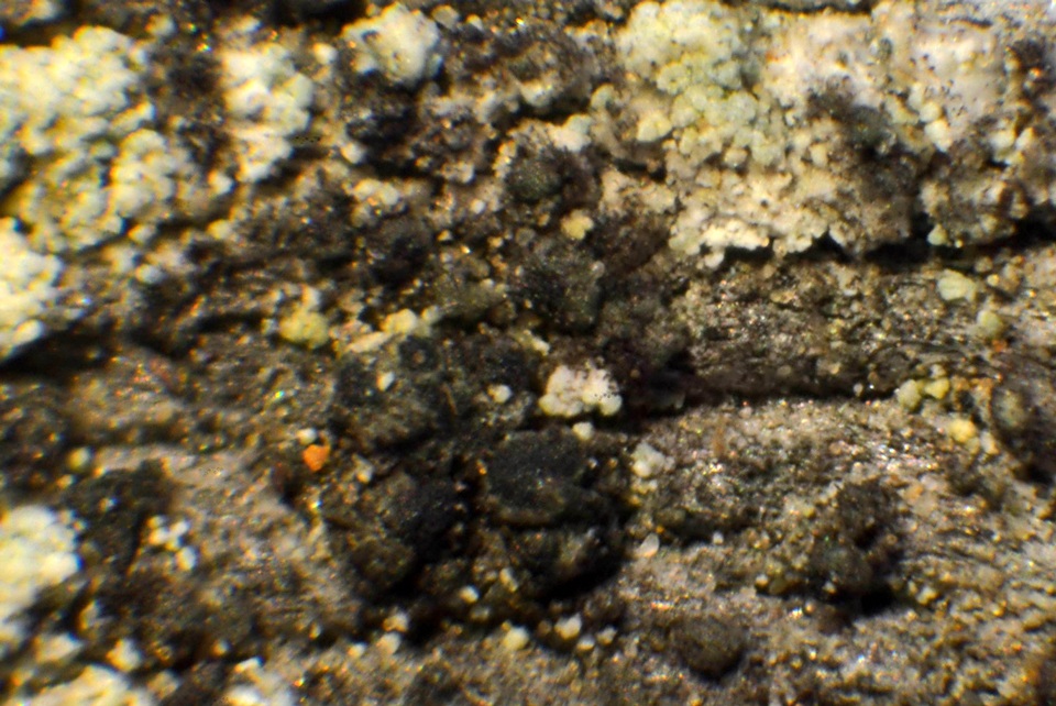 Micarea nitschkeana image