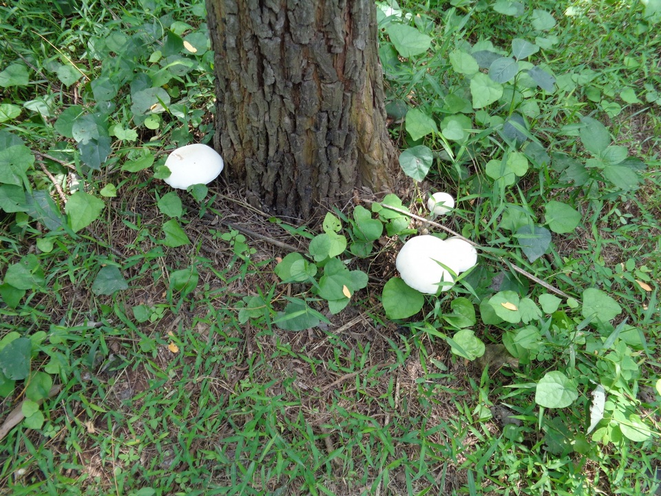 Calocybe indica image