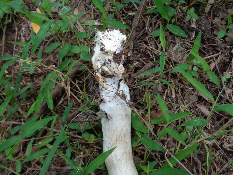 Calocybe indica image