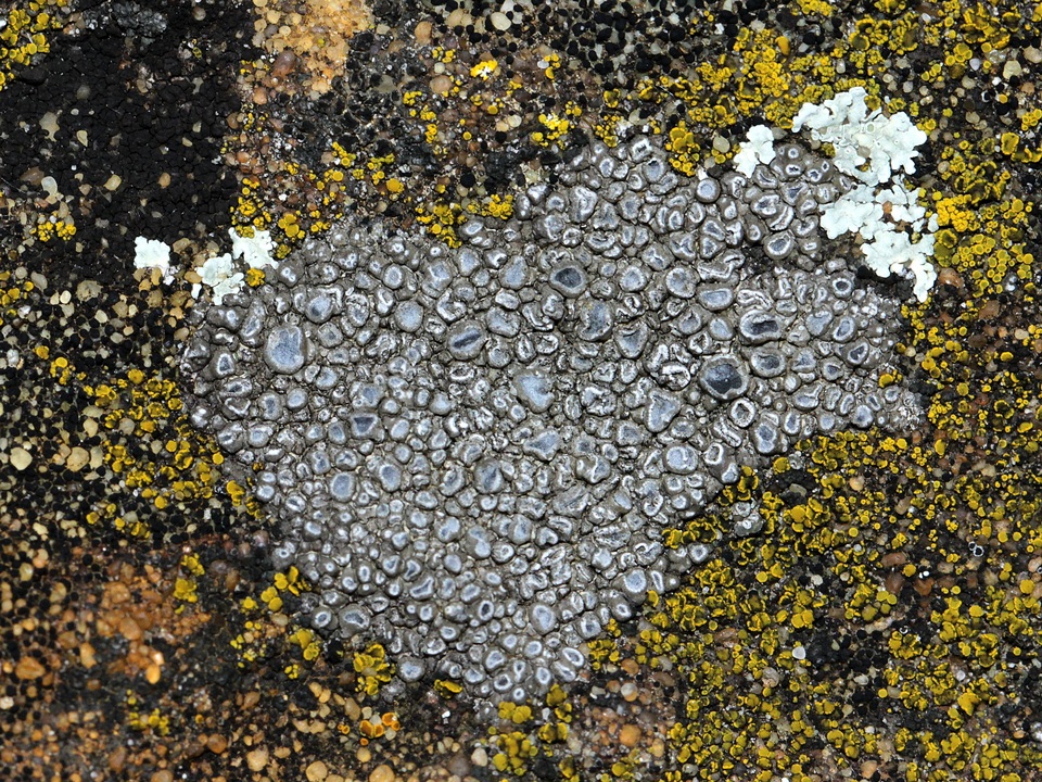 Circinaria contorta image