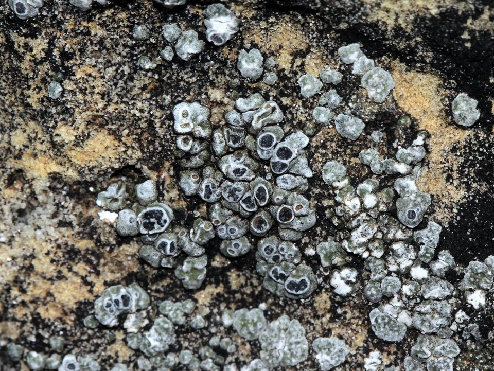 Circinaria contorta image