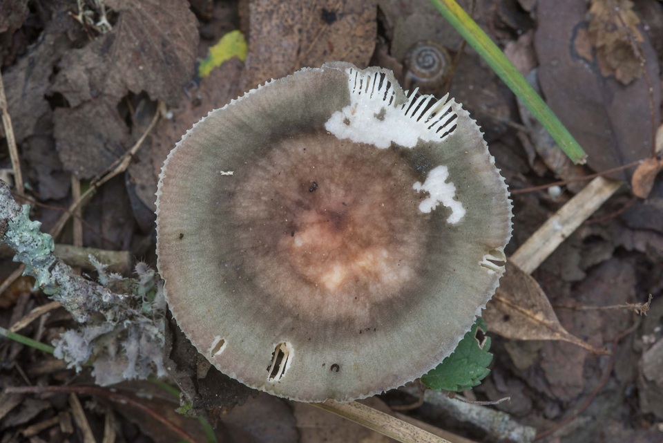 Russula aeruginosa image