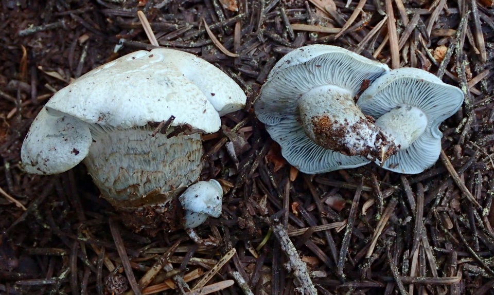 Hygrophorus caeruleus image