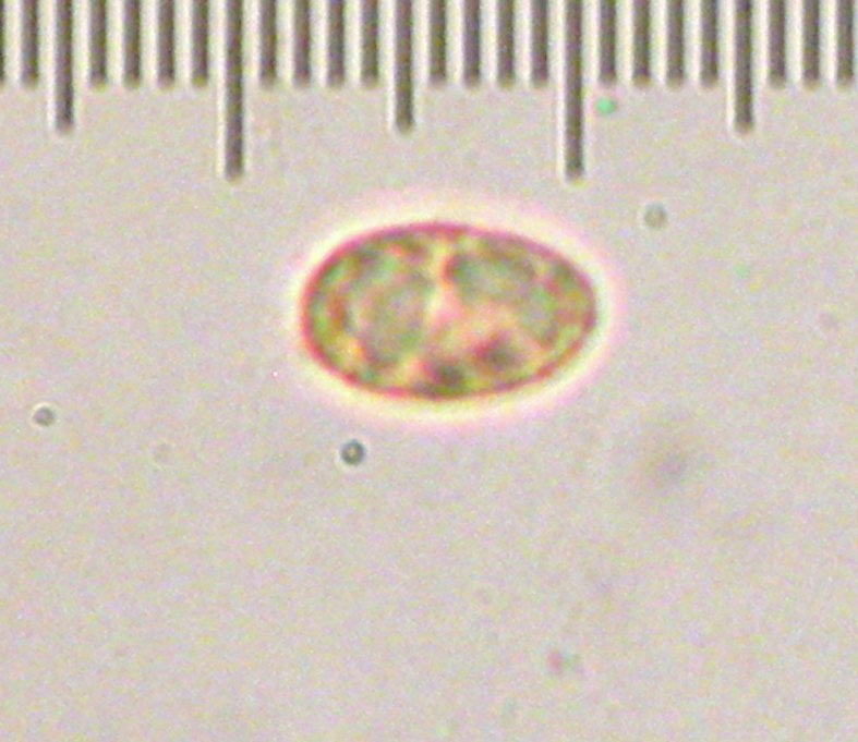Hygrophorus caeruleus image