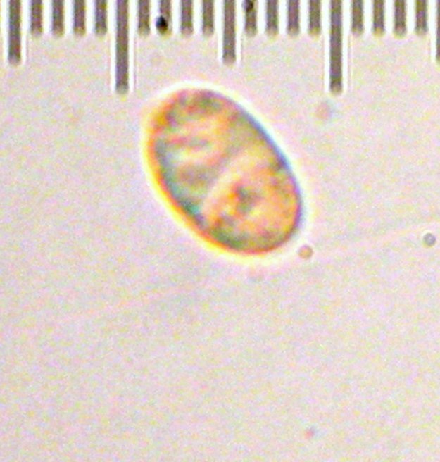 Hygrophorus caeruleus image