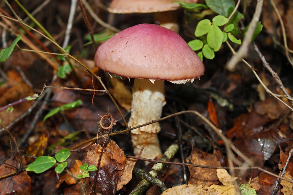 Cortinarius lebre image