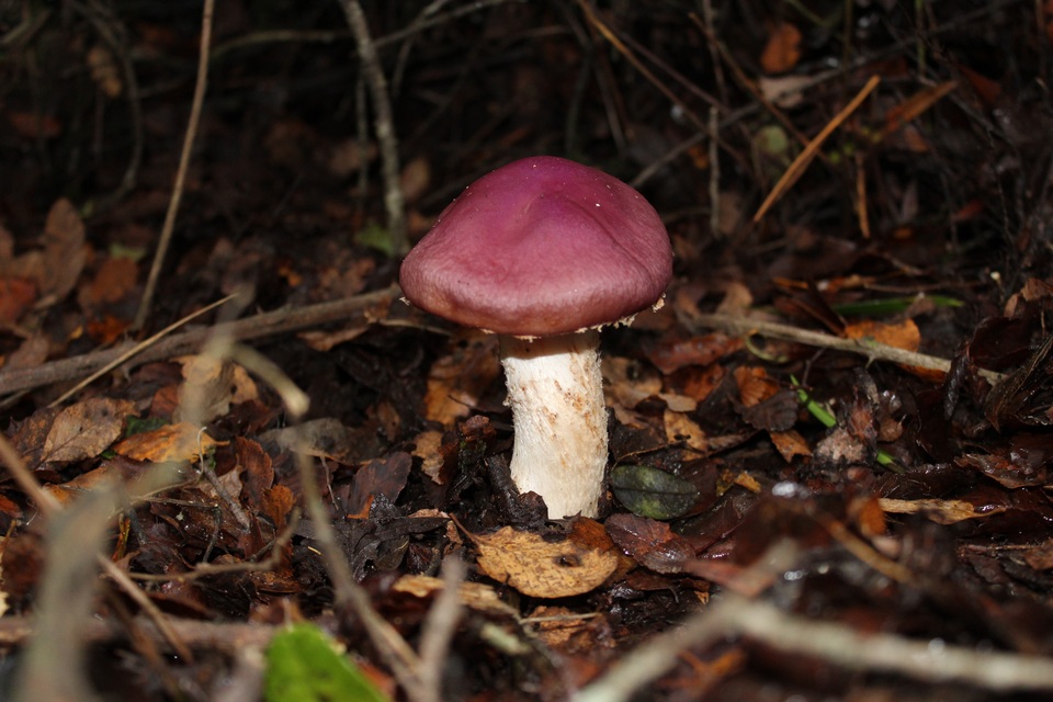 Cortinarius lebre image