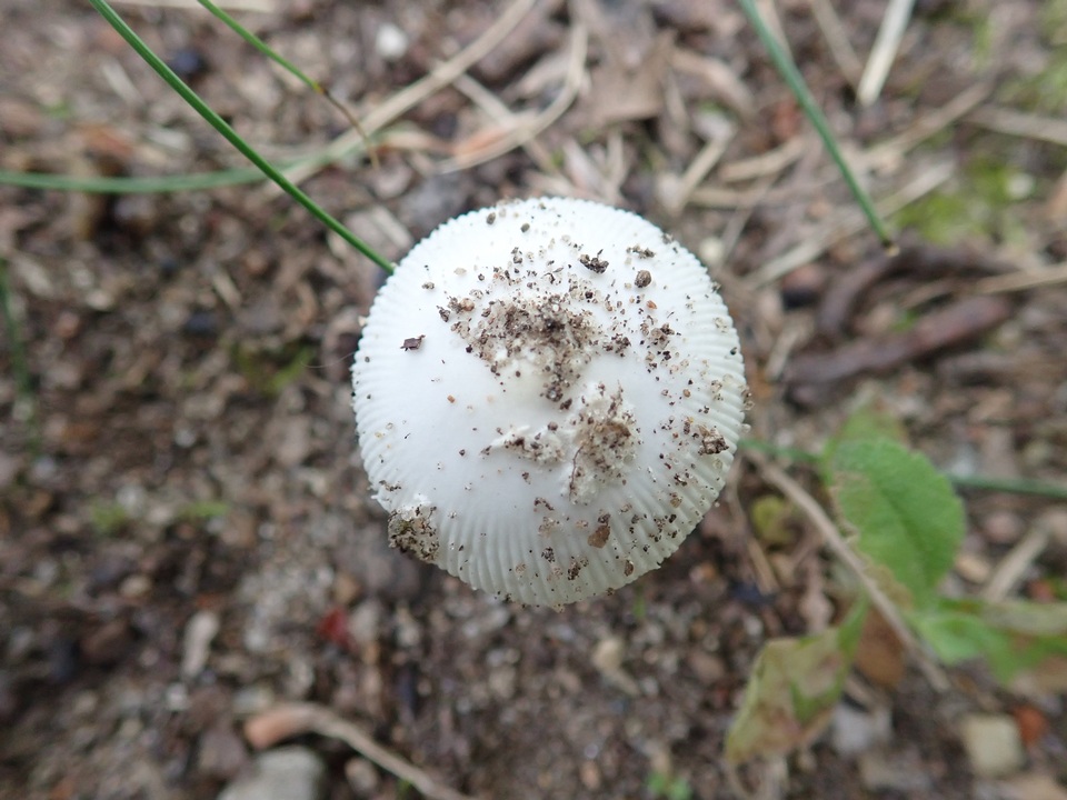 Amanita rasitabula image