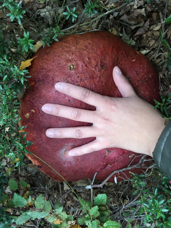 Boletus loyo image