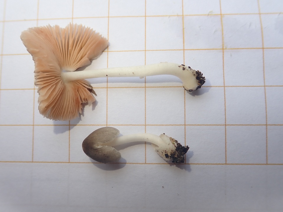 Volvariella nigrodisca image