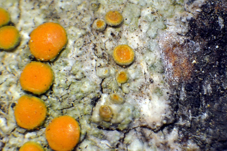Caloplaca oregona image