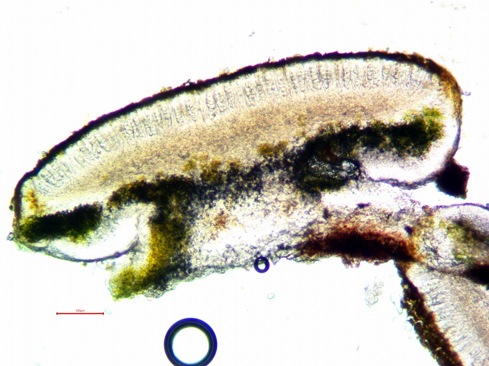 Caloplaca oregona image