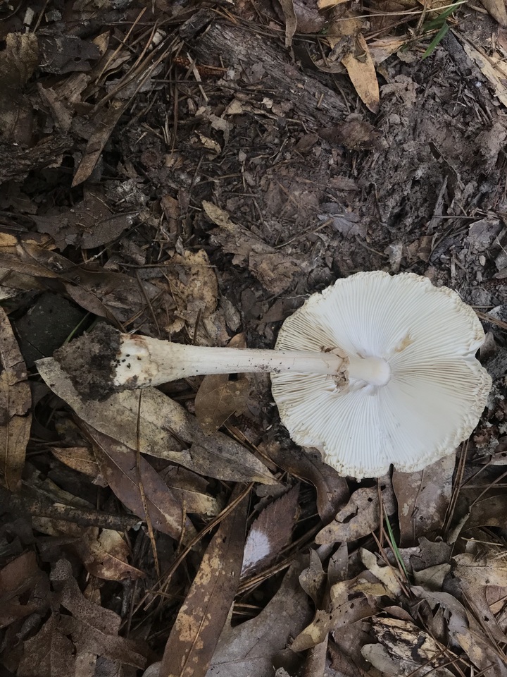 Amanita maryaliceae image