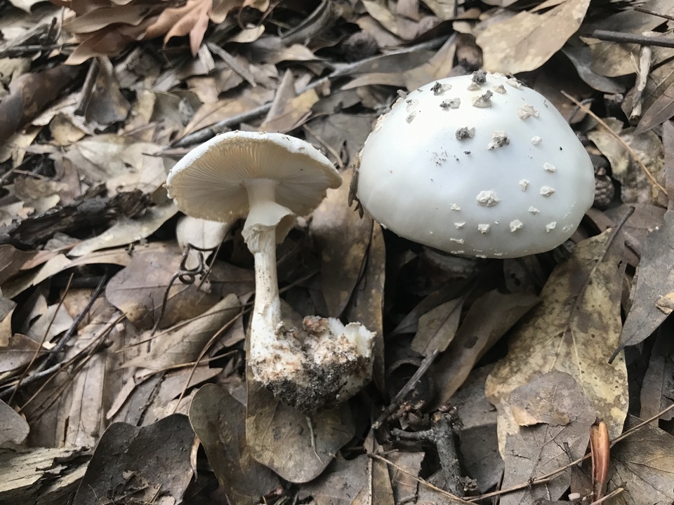Amanita maryaliceae image