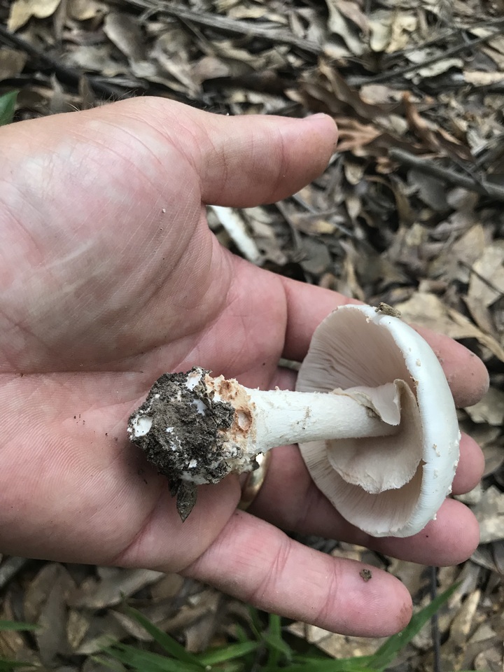 Amanita maryaliceae image