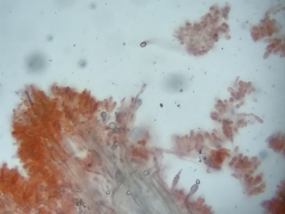 Lentinellus castoreus image