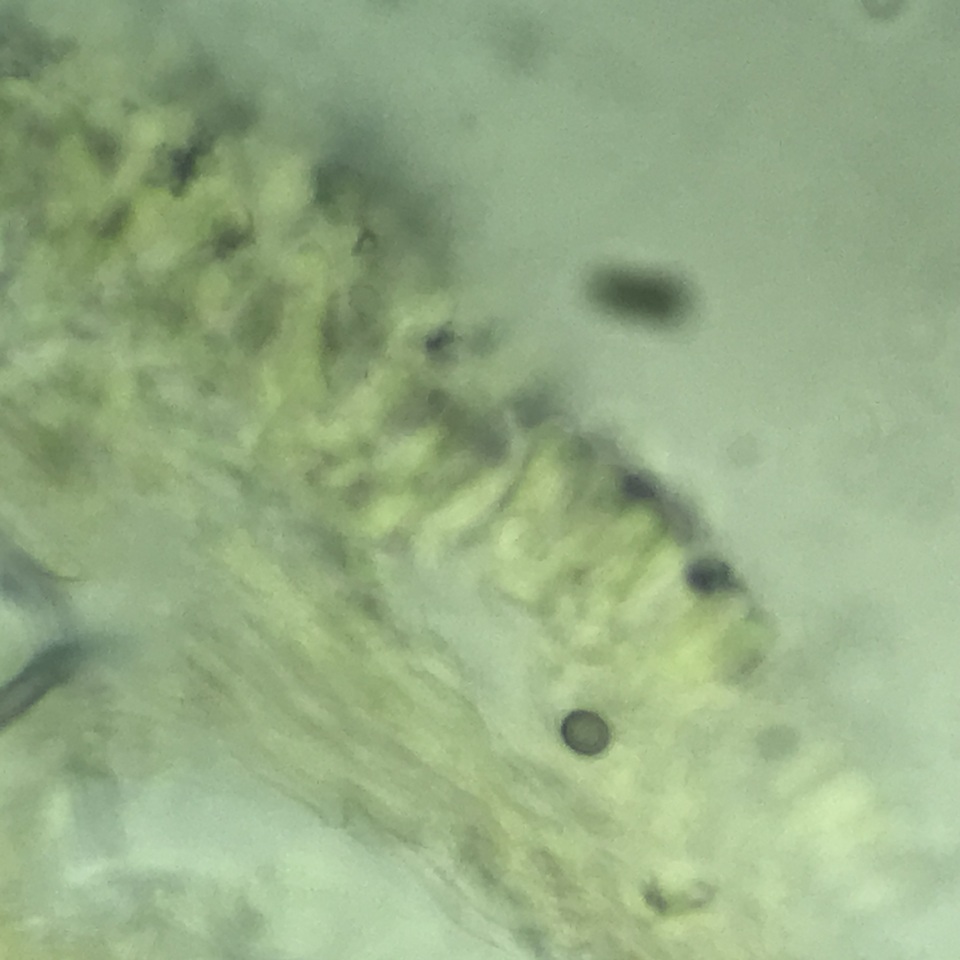 Lentinellus castoreus image