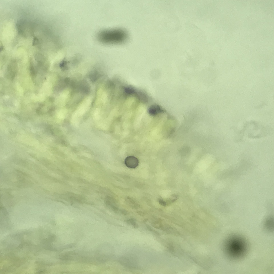 Lentinellus castoreus image
