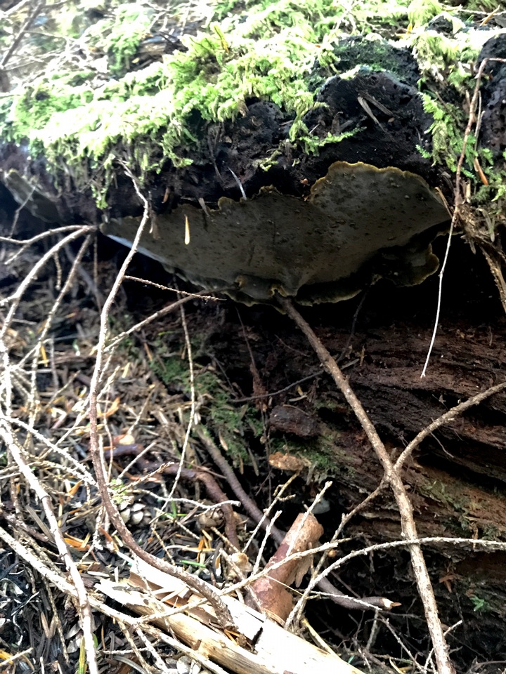 Coniferiporia weirii image