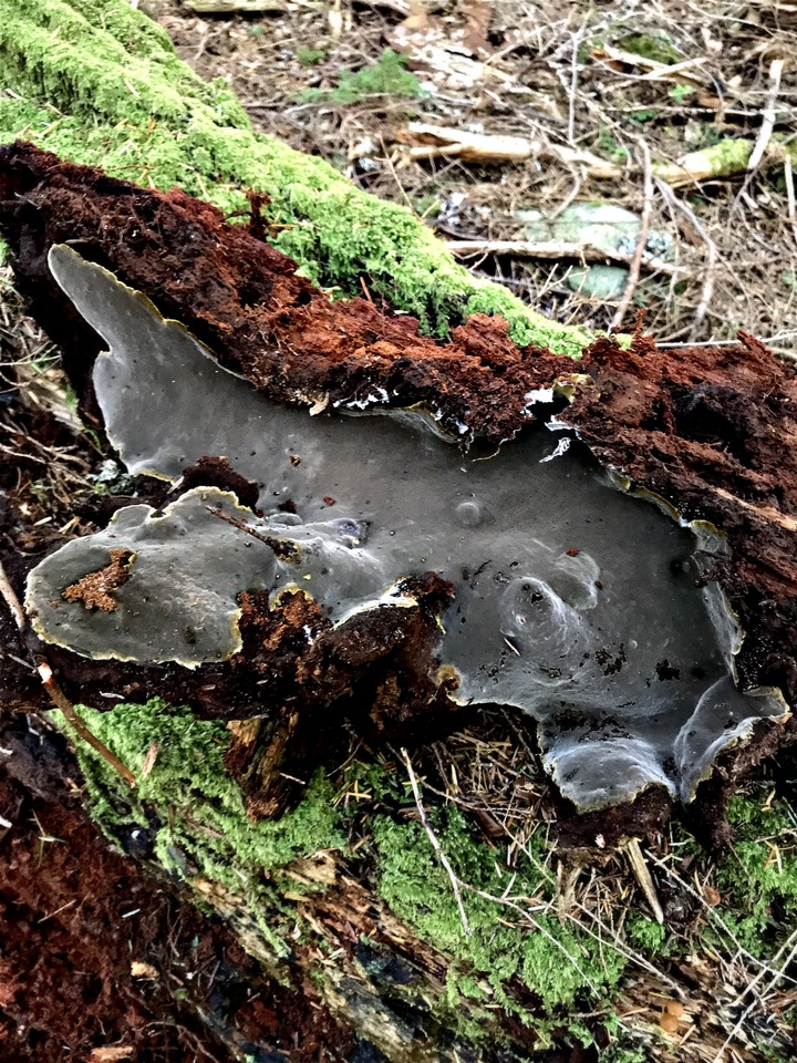 Coniferiporia weirii image