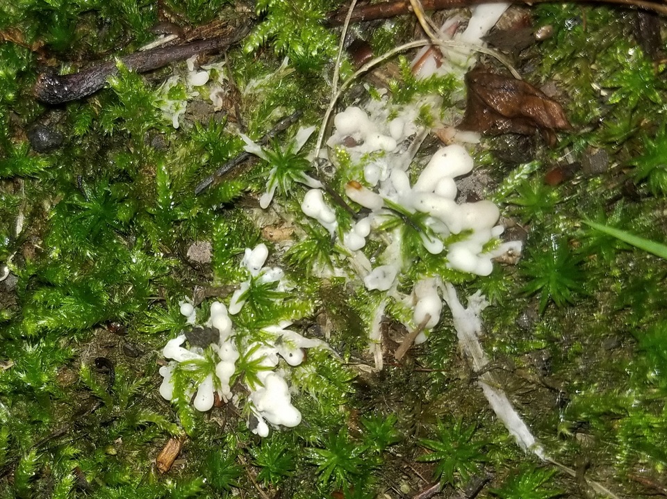 Sebacina epigaea image