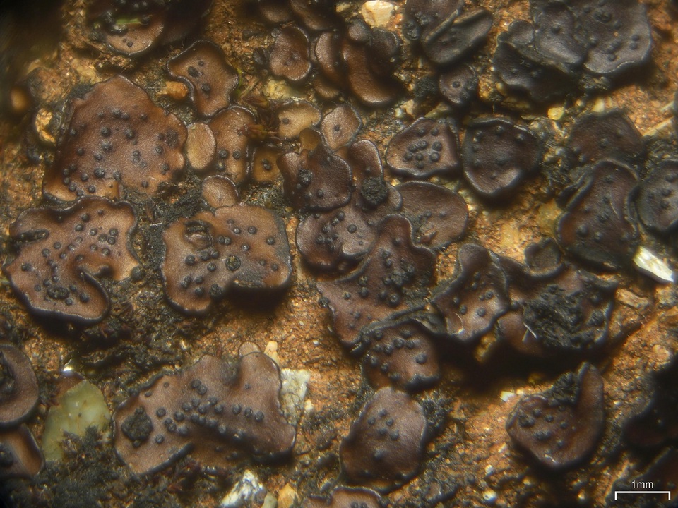 Placidium andicola image