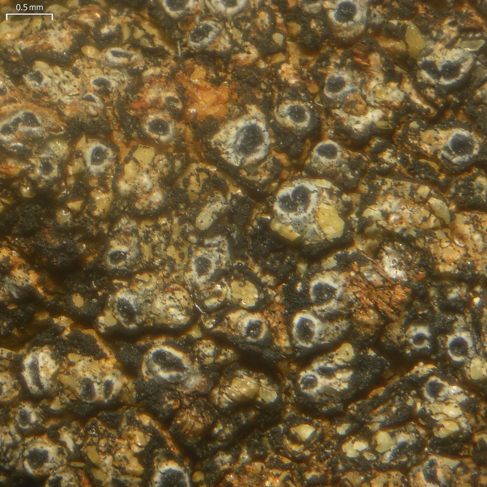 Pertusaria chiodectonoides image