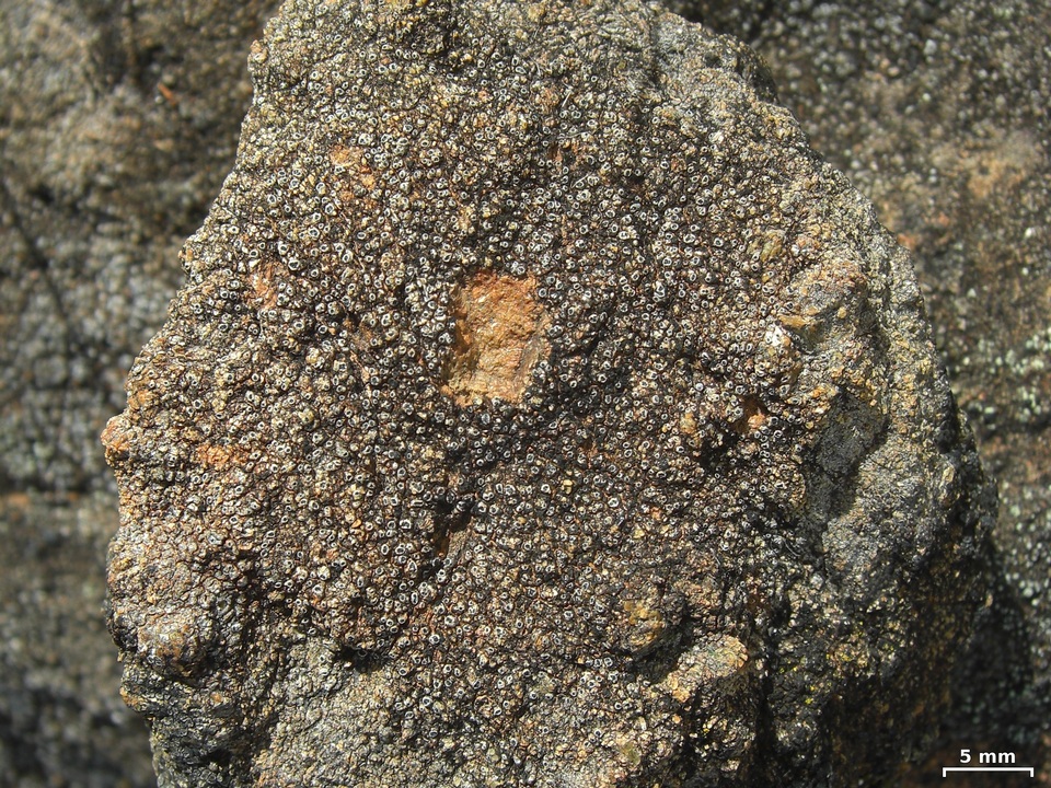 Pertusaria chiodectonoides image