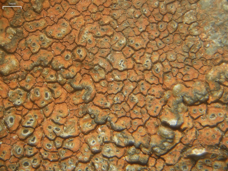 Aspicilia aurantiaca image