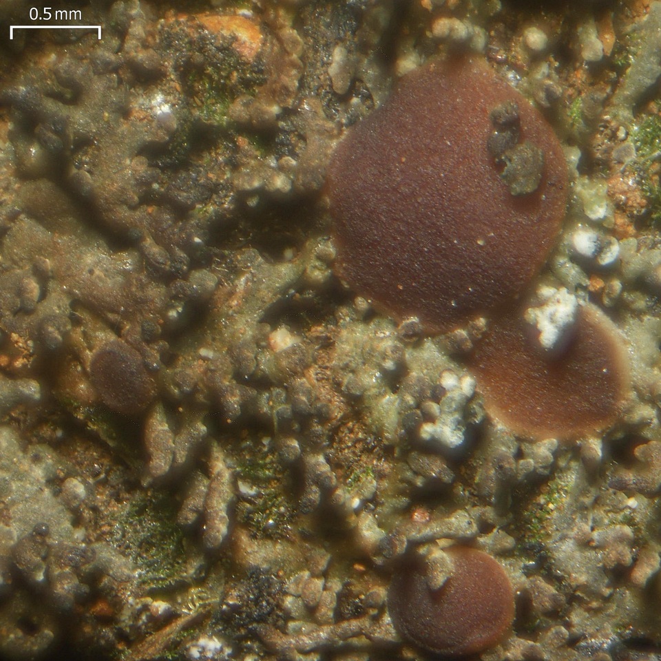 Fuscopannaria incisa image