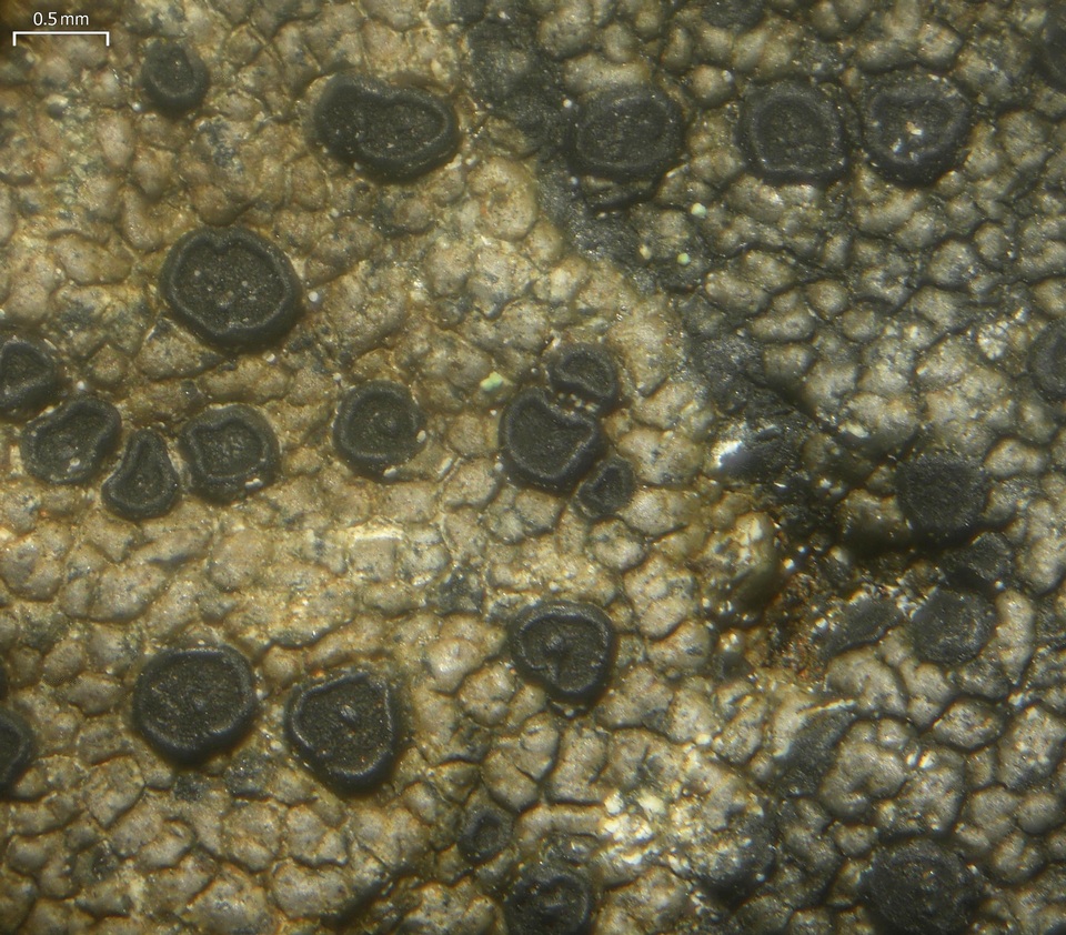 Rhizocarpon cinereovirens image