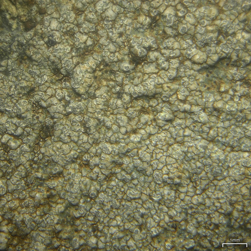Porpidia soredizodes image
