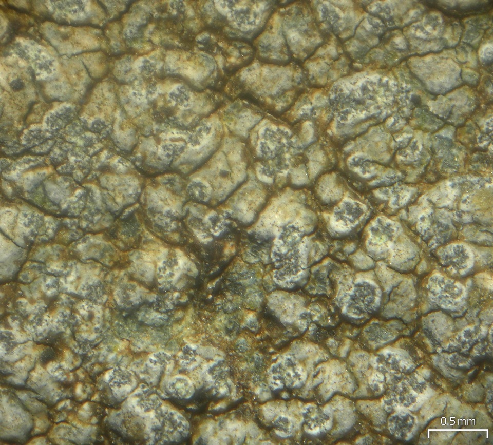Porpidia soredizodes image