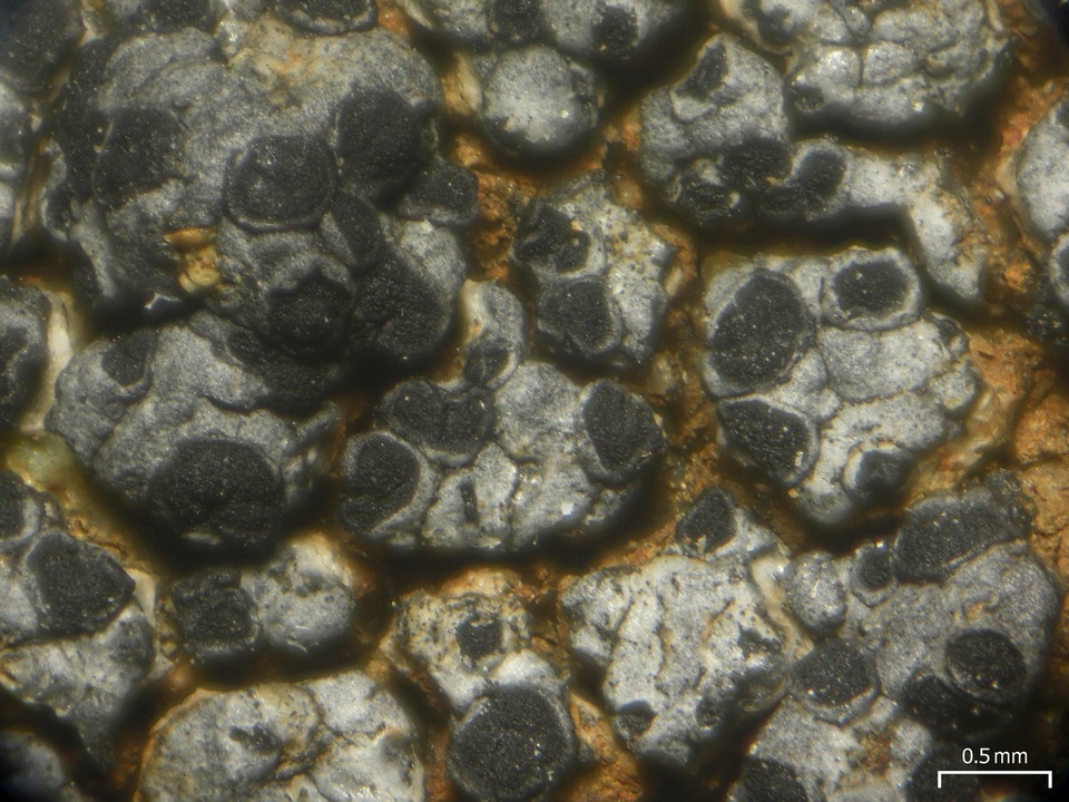 Rinodina milvina image