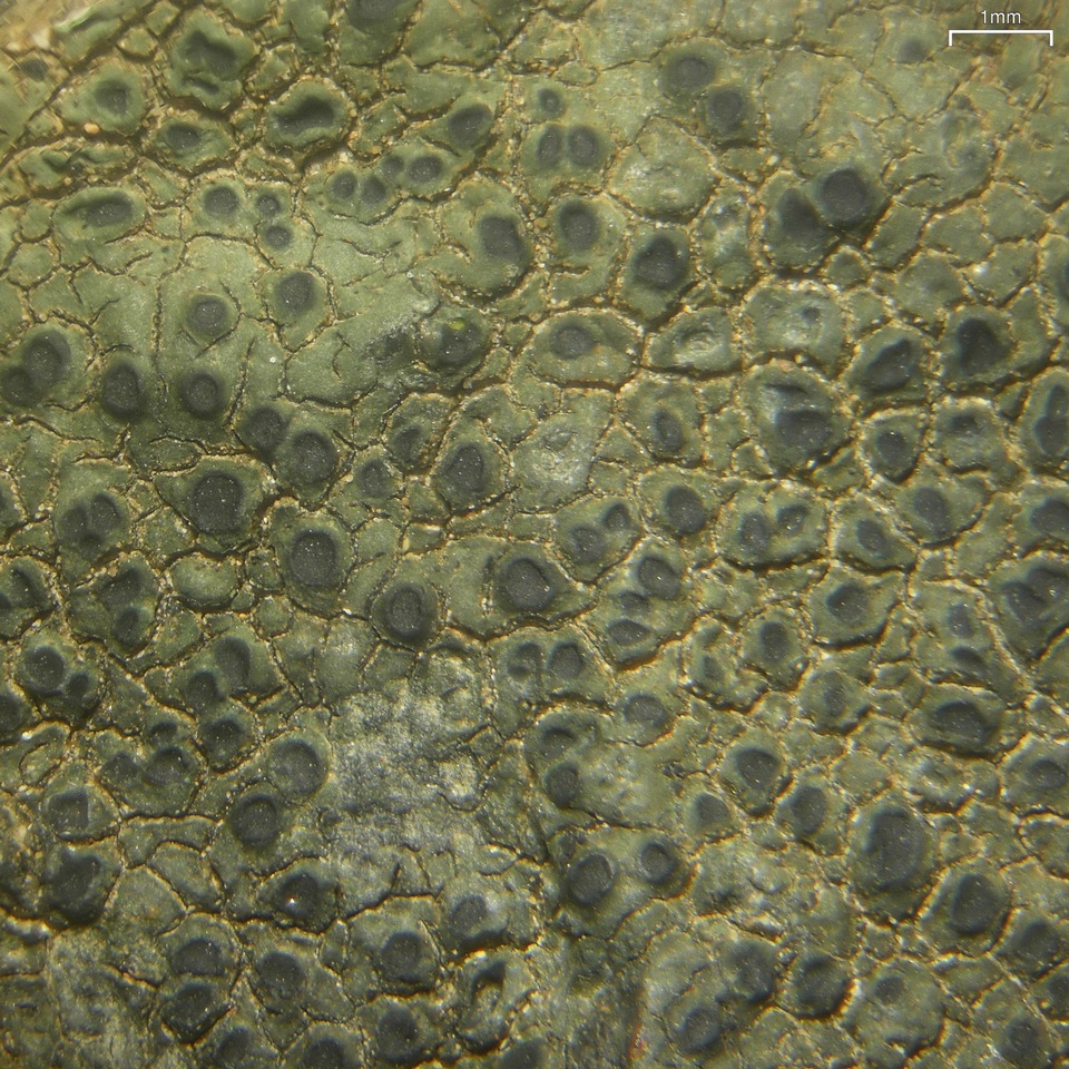 Aspicilia aquatica image