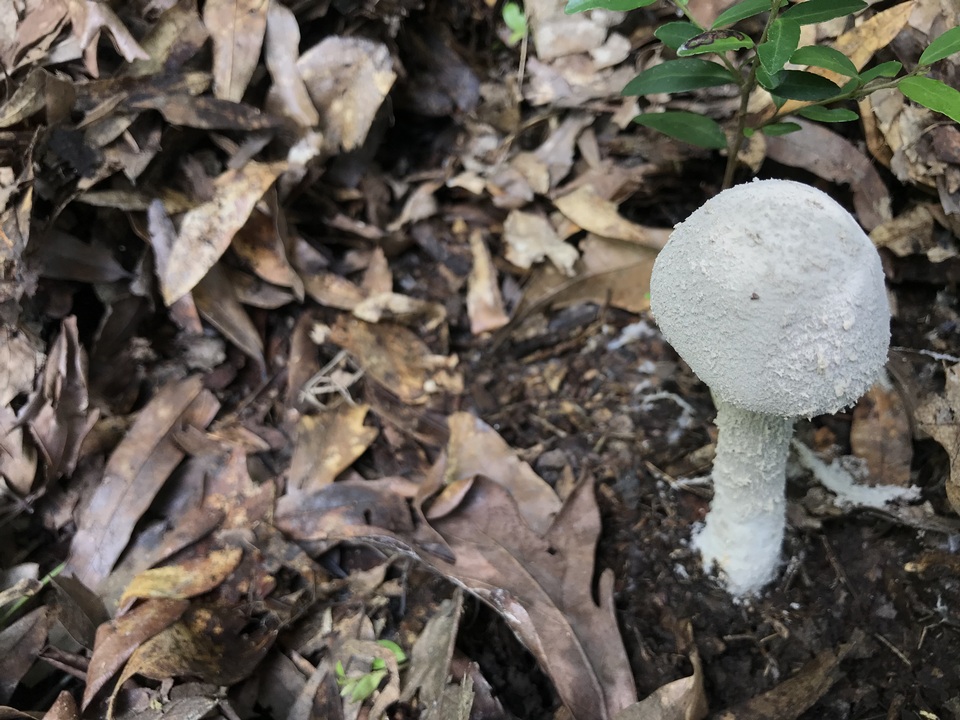 Amanita tephrea image